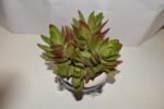 Seculant Plant - Image 2