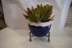 Seculant Plant