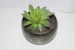Seculant Plant Metal - Image 2