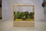 Seculant Plants in Basket