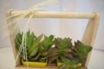 Seculant Plants in Basket - Image 4