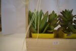 Seculant Plants in Basket - Image 2