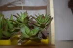 Seculant Plants in Basket - Image 3