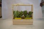 Seculant Plants in Basket