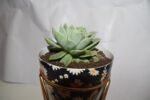 Seculant in Blue Pot - Image 3