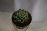 Seculant in Blue Pot - Image 2