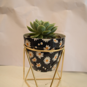 Seculant in Blue Pot
