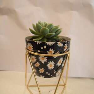 Seculany in Blue Pot