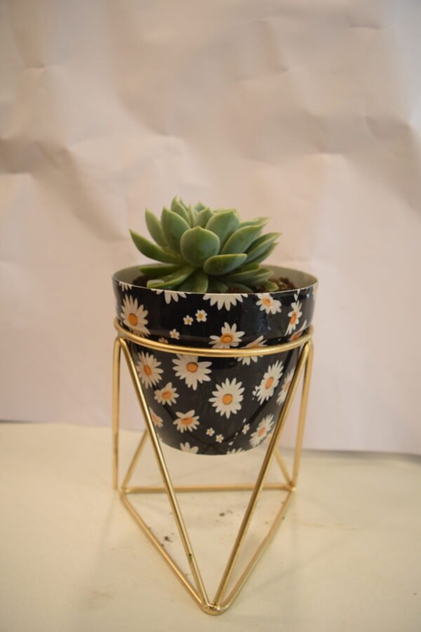 Seculany in Blue Pot