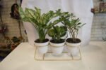 Set of 3 Plants