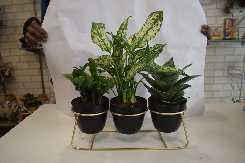 Set of 3 Plants