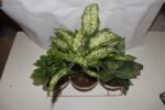 Set of 3 Plants - Image 3