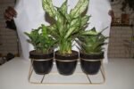 Set of 3 Plants - Image 4