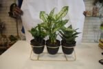Set of 3 Plants - Image 2