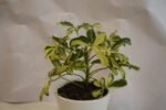 Shiflera Plant- - Image 3