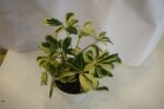 Shiflera Plant- - Image 2
