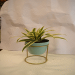 Song of India Plant-