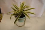 Song of India Plant- - Image 3