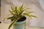 Song of India Plant- - Image 2
