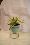 Song of India Plant