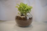 Syngonium Plant