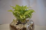 Syngonium Plant - Image 3