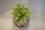 Syngonium Plant - Image 2