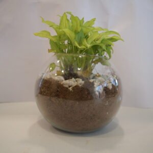 Syngonium Plant
