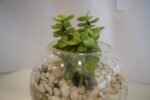Zade Plant - Image 2
