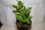 Zamia - Image 3