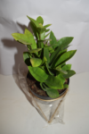 Zamia - Image 2