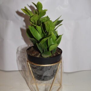 Zamia