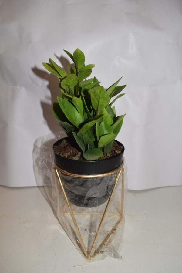 Zamia
