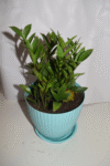 Zamia Plant- - Image 2