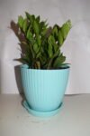 Zamia Plant-